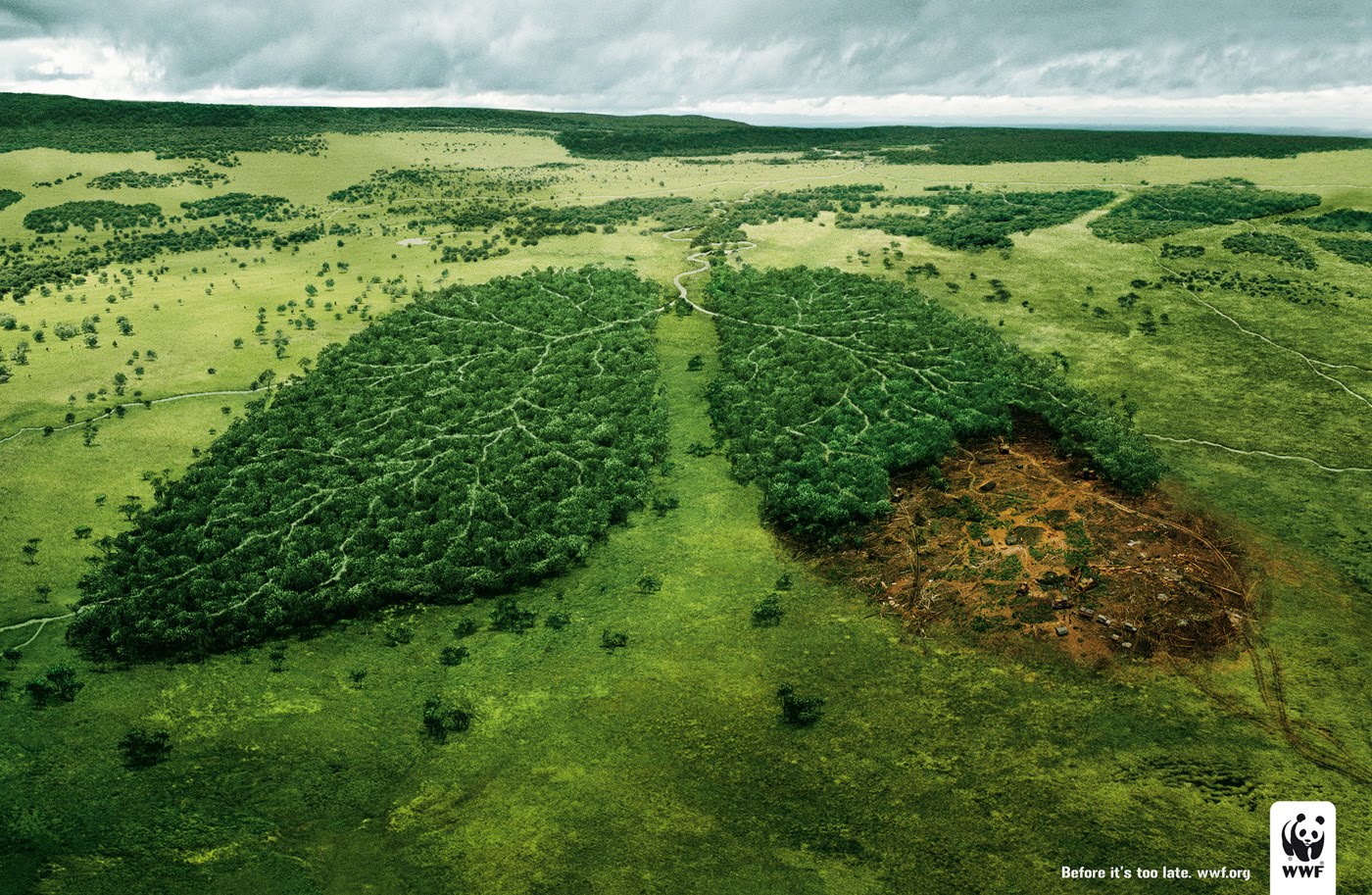 Importancia de los bosques en la protección de la biodiversidad
